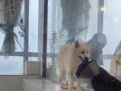 -共舞时光猫咖·狗咖(新街口店)