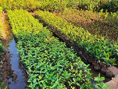 -东寨港红树林旅游区