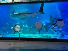 -烟台海昌鲸鲨海洋公园