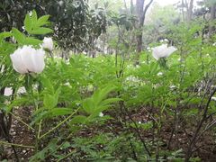 -洛阳市隋唐城遗址植物园