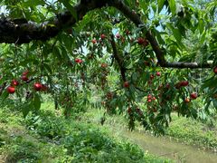 -前小桔亲子创意农场·草莓采摘·露营烧烤