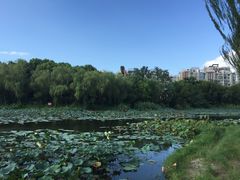 -新江湾城公园