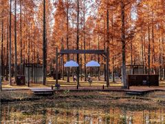 -黄海国家森林公园