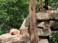 -中国大熊猫保护研究中心雅安碧峰峡基地