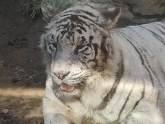 -大连森林动物园