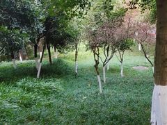 -龙头寺公园