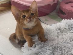 -糯米喵星人总部直营旗舰店·猫舍·幼猫出售
