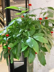 -Hair ART造型沙龙