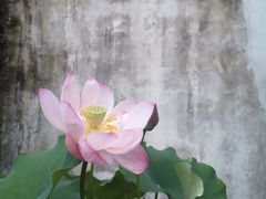 -几荷·恰似故人来(秀水广场店)