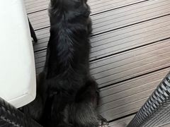 -百好乐宠物友好餐厅(朝外大街店)