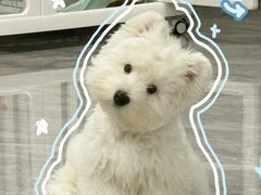 -翊宠yipet猫狗购宠庄园犬舍•猫舍