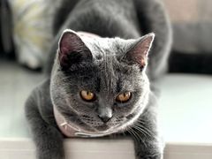 -喵zoo家庭繁育猫舍(尖东智能花园店)
