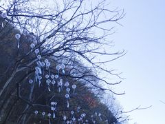 -少华山国家森林公园