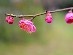 -新建村梅花