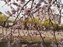 -桃花堤公园
