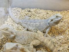 -酷以爬仙阁实体爬宠店·守宫·蜥蜴·专业繁育