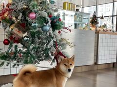 -候鸟等风来·精致西厨(万科第五城店)