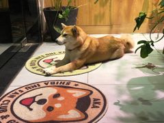 -柴务处·柴犬主题狗咖