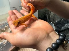 -酷以爬仙阁实体爬宠店·守宫·蜥蜴·专业繁育