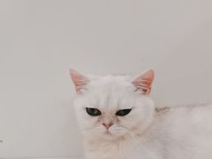 -共舞时光猫咖·狗咖(新街口店)