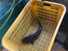 -大鹅岛灶台鱼·铁锅炖(水库路店)
