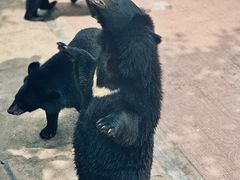 -西霞口神雕山野生动物世界
