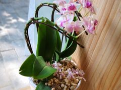 -Onirii Coffee(长乐路店)