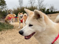 -上海崇明金茂凯悦酒店