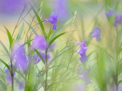 -白塘生态植物园