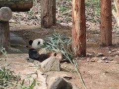 -都江堰中华大熊猫苑