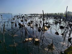 -白洋淀景区