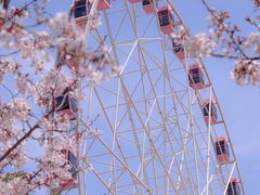 -顾村公园