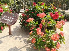 -深圳仙湖植物园
