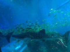 -成都浩海立方海洋公园