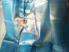 -安安宠医·安宠宠物医院