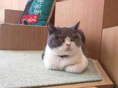 -CAT’S MEWSTAR CAFE·喵星球猫屋(晴湾咖啡店)