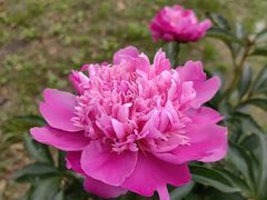 -鹅湖玫瑰文化园