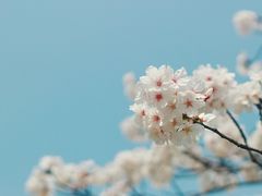 -宋庆龄陵园