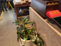 -单家老院·院子里的青岛菜(沙子口店)
