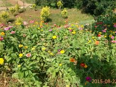 android_upload_pic-密云玫瑰情园