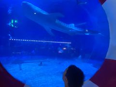 -烟台海昌鲸鲨海洋公园