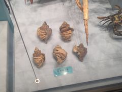 -天津自然博物馆