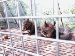 -欢乐松鼠谷