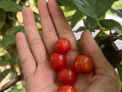 -樱桃山旅游景区