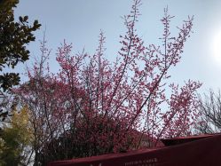 -莲生母婴月子中心(清水河公园店)