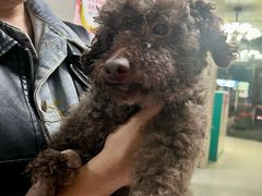 -关爱动物医院·心脏·中兽医·异宠(金牛路分院)