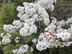 -西安青龙寺遗址景区
