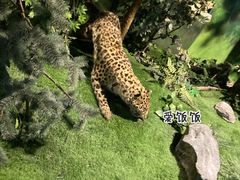 -吉林省自然博物馆