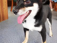 -柴源莊·柴小宠柴犬咖啡
