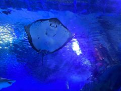 -海合安武汉极地海洋公园